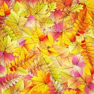 Colorful fallen autumn leaves EPS 10