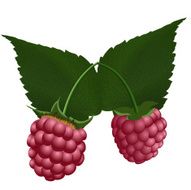 Two fresh raspberry