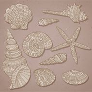 Vector set of decorative seashells