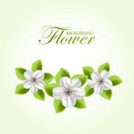 Flowers N210