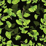Ginkgo pattern N2