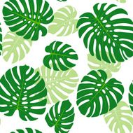 Monstera leaves background