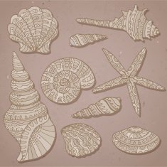 Vector set of decorative seashells