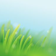 Green grass Nature background