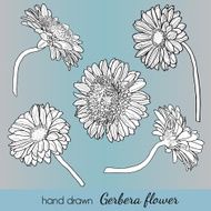 Set of hand drawn vector gerbera flowers