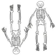 hand drawn skeleton