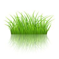 Green grass N4