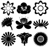 Flowers N222