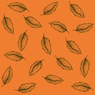 coffee leaves