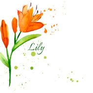 lily vector illustration painted watercolor
