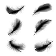 Bird Feathers N2