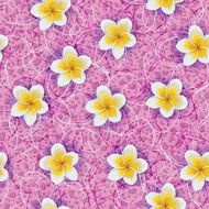 Background of tropical flowers plumeria