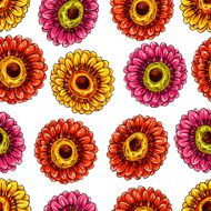 colorful blooming gerberas