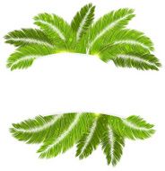 Palm Branches N2
