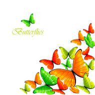 Colorful Butterflies N3