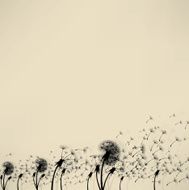 blowing dandelion vector