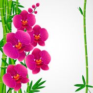 Bamboo and orchids
