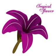 Tropical flowers design