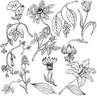 vector illustration silhouettes of different plants and flowers