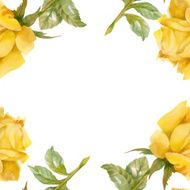 Floral colorful roses flowers pattern on white background N9