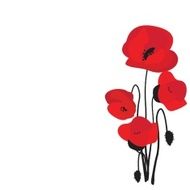 Spring card with beauty poppies