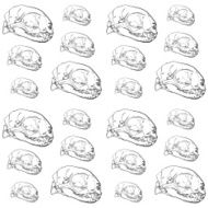 Seamless pattern of animal skull background