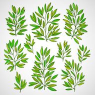 Set of branches with green leaves Vector illustration