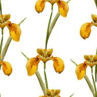 Iris flowers pattern N2