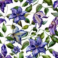 Clematis flower pattern N3