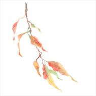 Yellow leaves on branch