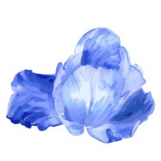 Watercolor blue flower on white background