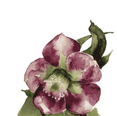 Hand Painted flowe vector