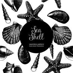 Vintage background with sea shells N2
