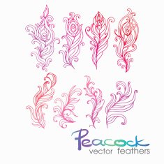 Set of Vintage Hand-Sketched Elements Ornate peacock feathers fo