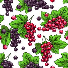 red and black currants
