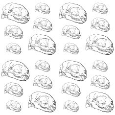 Seamless pattern of animal skull background