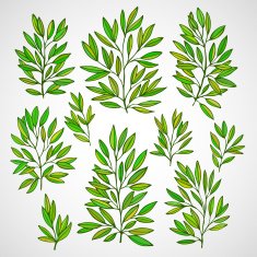 Set of branches with green leaves Vector illustration