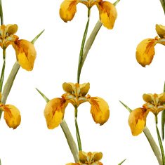 Iris flowers pattern N2