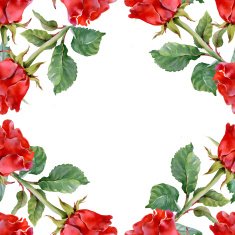 Floral colorful roses flowers pattern on white background N10