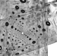 Abstract fractal background N159