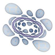 cells