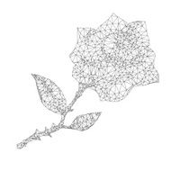 Black And White Rose N2