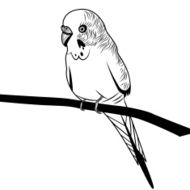 Parrot budgie bird head vector illustration for t-shirt