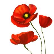 flower poppies vector illustration hand drawn painted watercolor