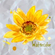 The composition of yellow sunflower N7