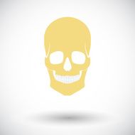 Anotomy skull