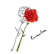 Illustration with carnation flower