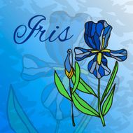Picture of the living flower iris