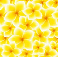 Plumeria Frangipani pattern (background) Asian yellow white flower
