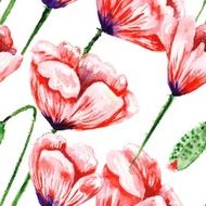 White Pattern with Watercolor Poppies N2
